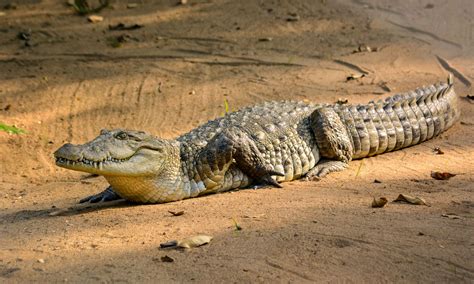 Salt Water Crocodile Science Fact Hindi Me Education