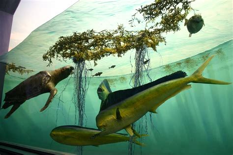 Sargasso Sea Visit My Blog At Ideonexus Com For Science Ne Flickr