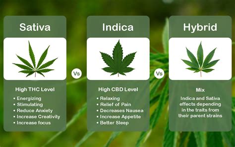 Sativa Vs Indica Vs Hybrid Know The Difference Buydeltas