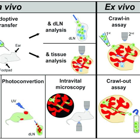 Schematic Depiction Of Current In Vivo And Ex Vivo Or In Vitro Methods