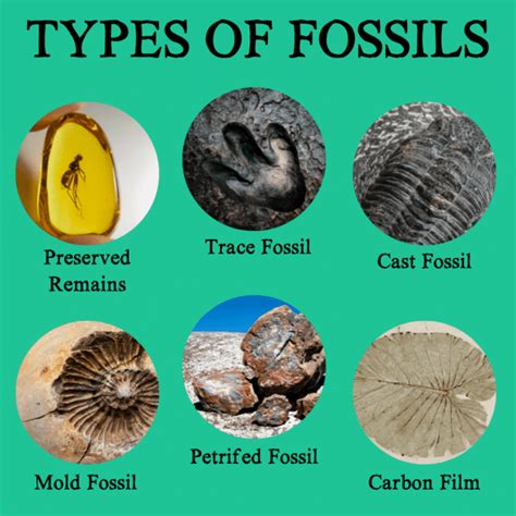 Science Online The Types Of The Fossils And The Ways Of Formation