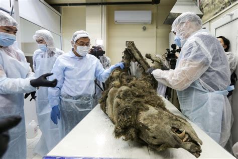 Scientists Dissect 3 500 Year Old Bear Discovered In Siberian Permafrost