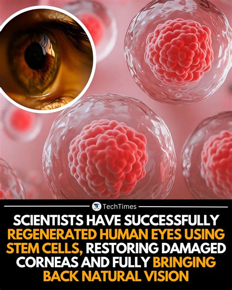 Scientists Successfully Slow Aging In Mice Using Stem Cells Natural