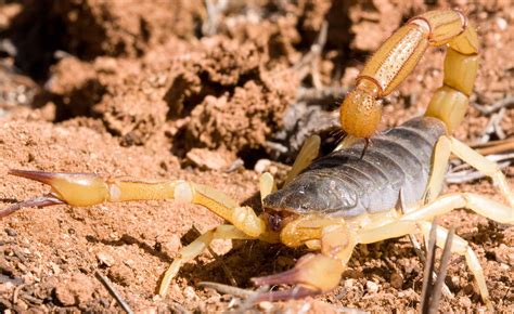 Scorpions In Colorado Where They Live And How Often They Sting A Z