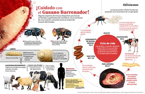 Se Puede Comer Carne De Animales Infectados Por El Gusano Barrenador