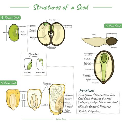 Seed Anatomy Or Parts Of Seeds
