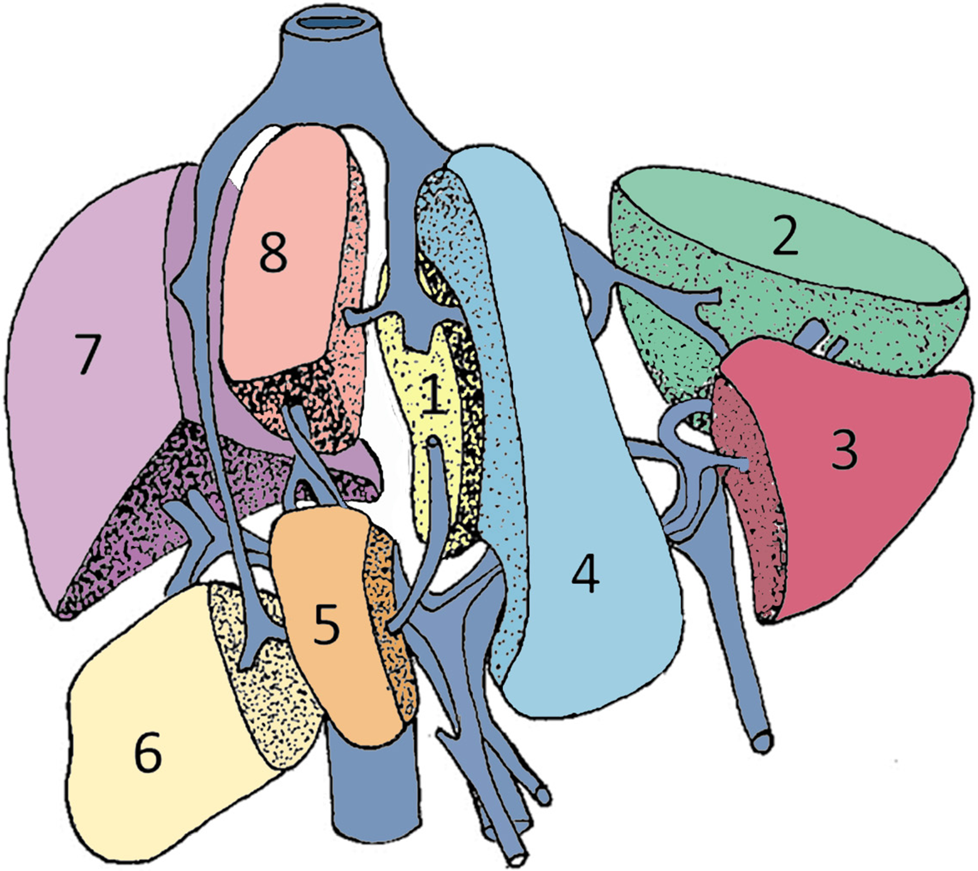 Segmental Oriented Liver Surgery Intechopen
