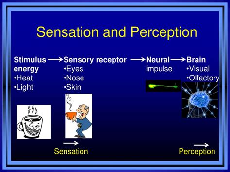 Sensation Perception Ppt Download