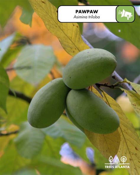 September S Native Plant Of The Month Pawpaw Tree