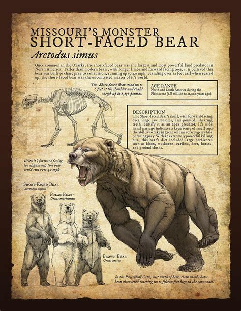 Short Faced Bear Infographic Created By Beth Zaiken As Signages For