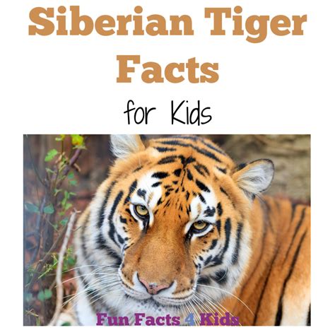 Siberian Tiger Facts For Kids