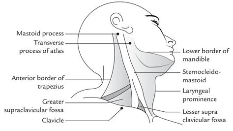 Side Of The Neck Earth S Lab