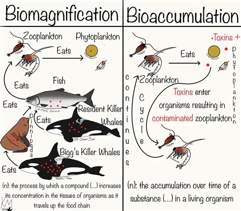 Similarities And Difference Between Bioaccumulation Biomagnification