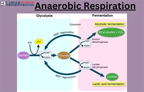 Simple Anaerobic Respiration Diagram