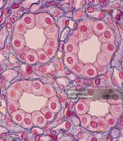 5 Facts Simple Cuboidal Epithelium
