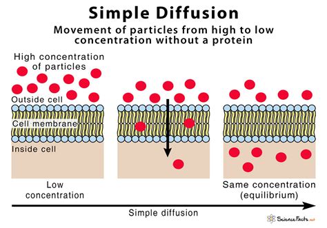 Simple Diffusion Definition With Examples And Diagram
