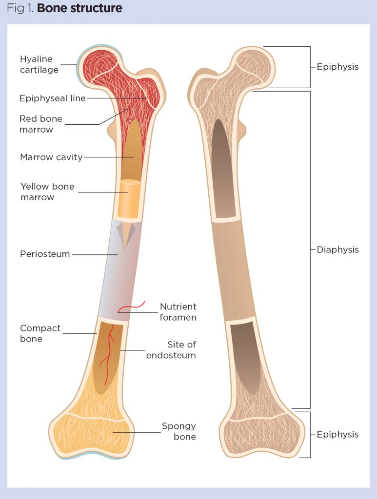 Skeleton System Structure Composition Facts Science4fun