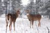 Soil Is To Blame For Fatal Syndrome Affecting Deer In Canada Cottage Life