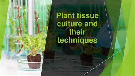 Solution Plant Tissue Culture Basics Techniques Studypool