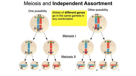 Solved How Does Independent Assortment Occur During Meiosis A