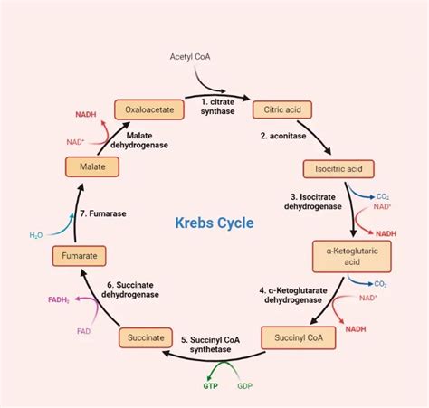 Solved The Krebs Cycle Does Not Require Oxygen Yet The Krebs Cycle