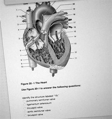 Solved Use The Figure At The Right To Answer The Following Questions
