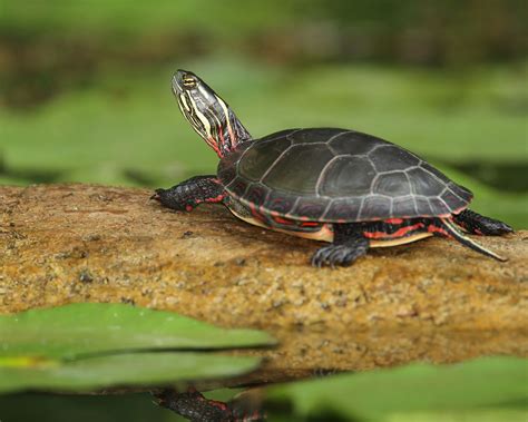 Southern Painted Turtle Lifespan Gigantic Personal Website Sales Of