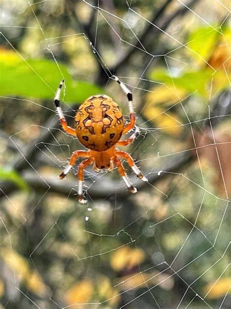 Spider Marbled Orb Weaver Facts