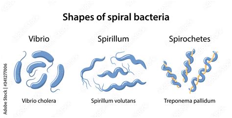 Spirochetes And Other Spiral Microorganisms Basicmedical Key