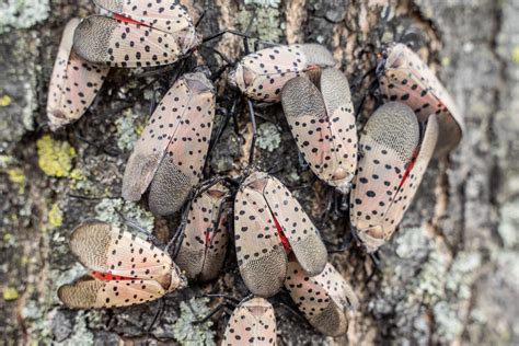 Spotted Lanternfly Got Natural Predator Youtube
