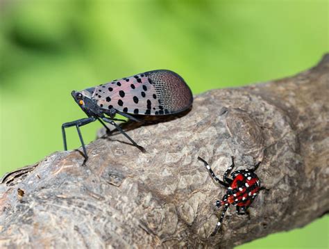 Lanternfly Natural Predators