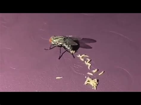 Sprayed Fly Laying Maggots Youtube