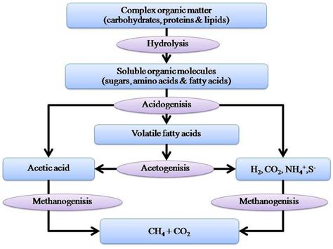 Stages Of Anaerobic Digestion Methane Fermentation Process 20