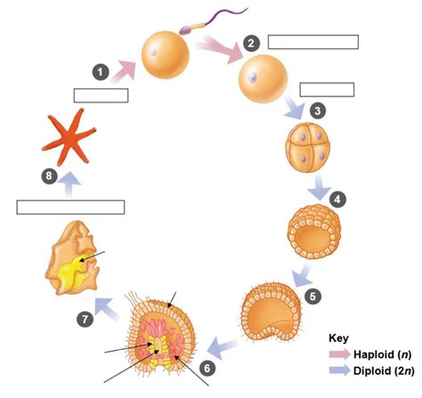 Starfish Life Cycle Diagram