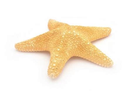 Starfish Meal May Offer An Effective Alternative Protein Source For