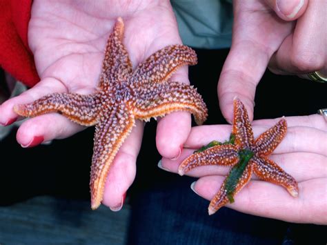 Starfish Seastars Regenerating Their Arms With Tidepool Tim Of Gulf