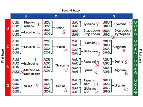 Steps On How To Read The Codon Chart Www Geneticsmadeeasy