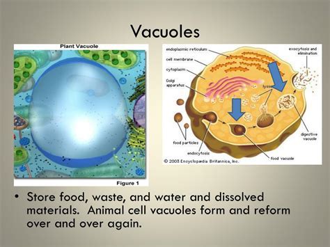 5 Ways Stores Nutrients