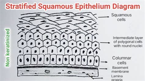 Stratified Squamous Keratinized Epithelium Diagram