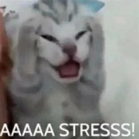 Stress Cat