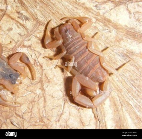 5 Striped Bark Scorpion Facts