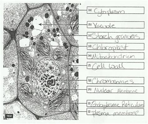 Structure Of Animal Cell And Plant Cell Under Microscope Diagrams