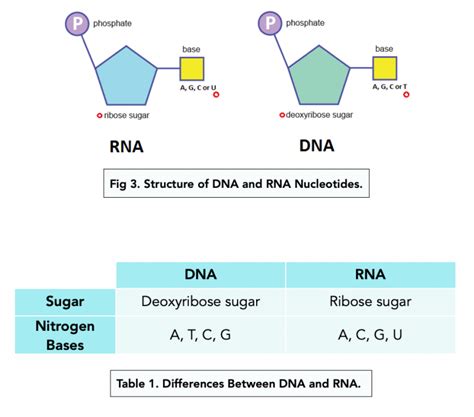 Structure Of Nucleotides A Level Biology Study Mind