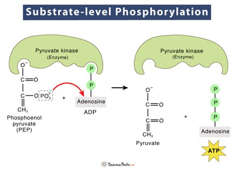 5 Ways Phosphorylation Works