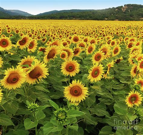 5 Sunflower Tips