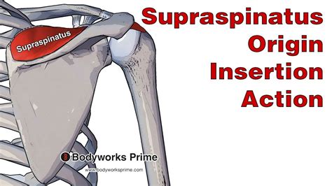 Supraspinatus Muscle Action Origin Insertion Study Com