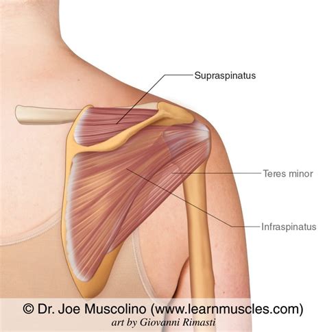 Supraspinatus Muscle Wikipedia Supraspinatus Muscle M Vrogue Co
