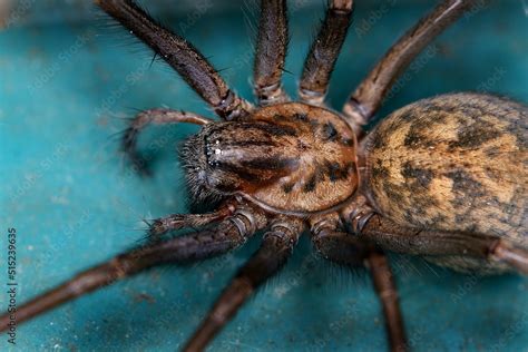 Tegenaria Domestica Barn Funnel Weaver Stock Image Image Of Insect