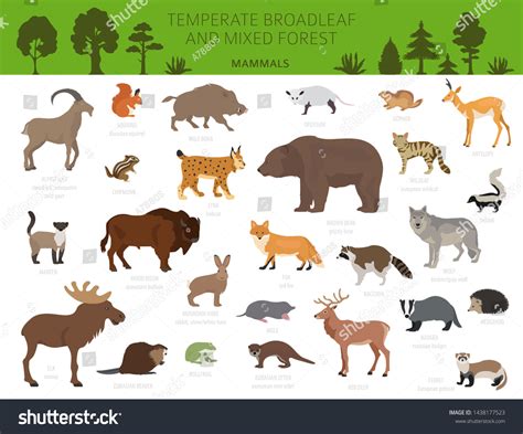 Temperate Forest Biome Animals
