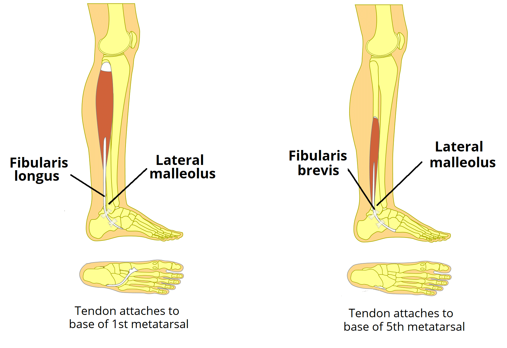 Tendon Diagram Of Leg